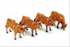 4 vaches Jersey