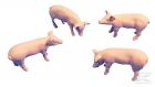 Kit de porc 4 pi�ces