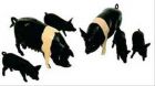 6 porcs noirs