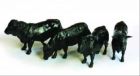 4 vaches Angus