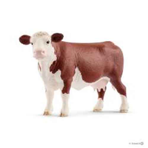 Vache Hereford