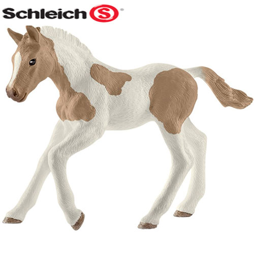 Paint horse fohlen
