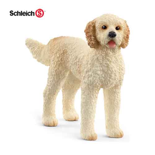 Chien Goldendoodle