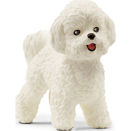 Bichon frisé