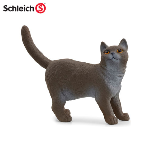 British shorthair