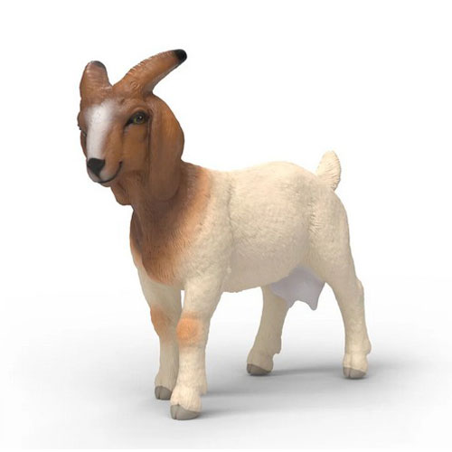 Chèvre Boer Chèvre Boer