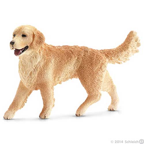 Golden Retriever femelle